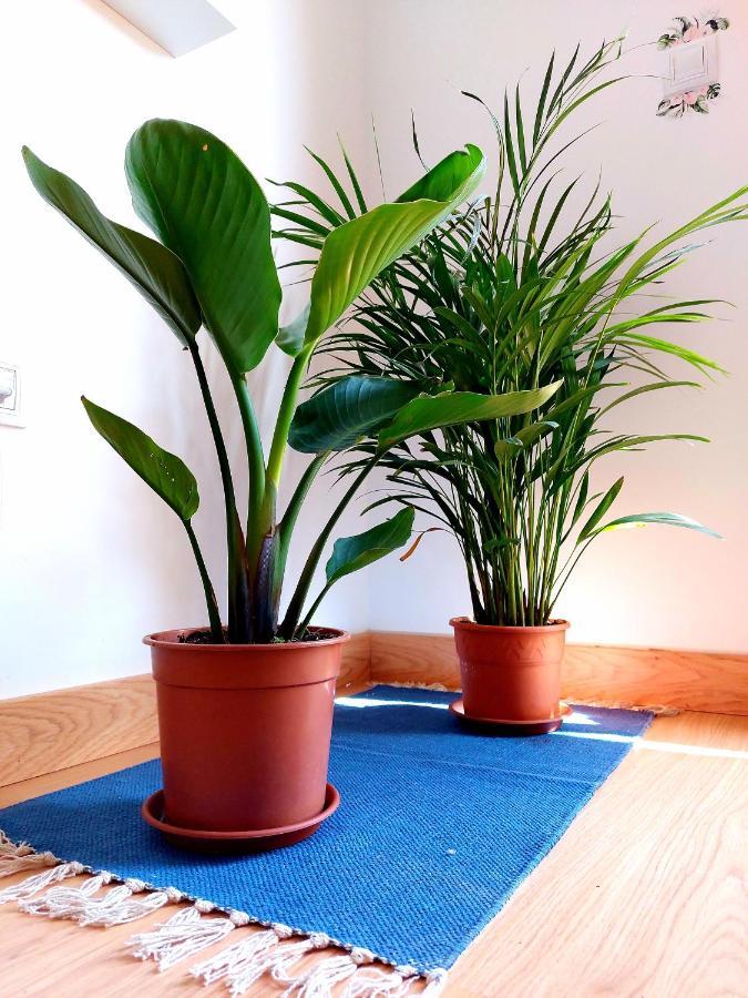 Casa Ledu - Sunny Holiday In Fuerteventura Коральео Экстерьер фото